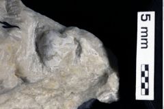 Foto (Detailansicht) von Pithonoton marginatum (von Meyer, 1842) (NHMW-GEO-1990-0041-0440)